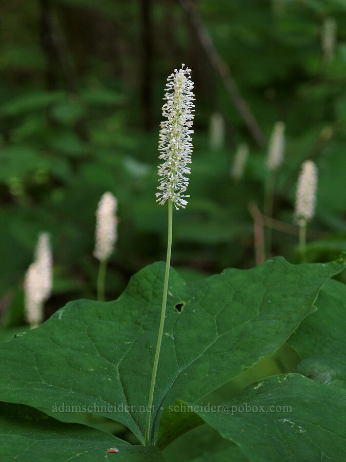 vanilla-leaf (Achlys triphylla) [Cook Hill, Gifford Pinchot National Forest, Skamania County, Washington]