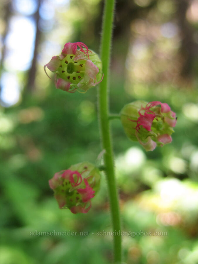 fringe cup (Tellima grandiflora) [Cook Hill, Gifford Pinchot National Forest, Skamania County, Washington]
