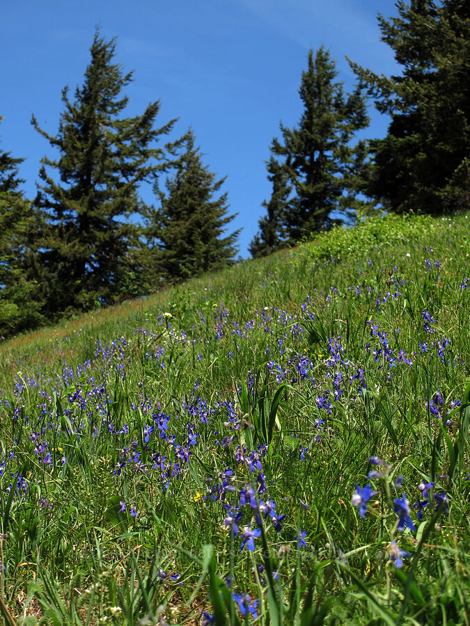 larkspur (Delphinium nuttallianum) [Cook Hill, Skamania County, Washington]