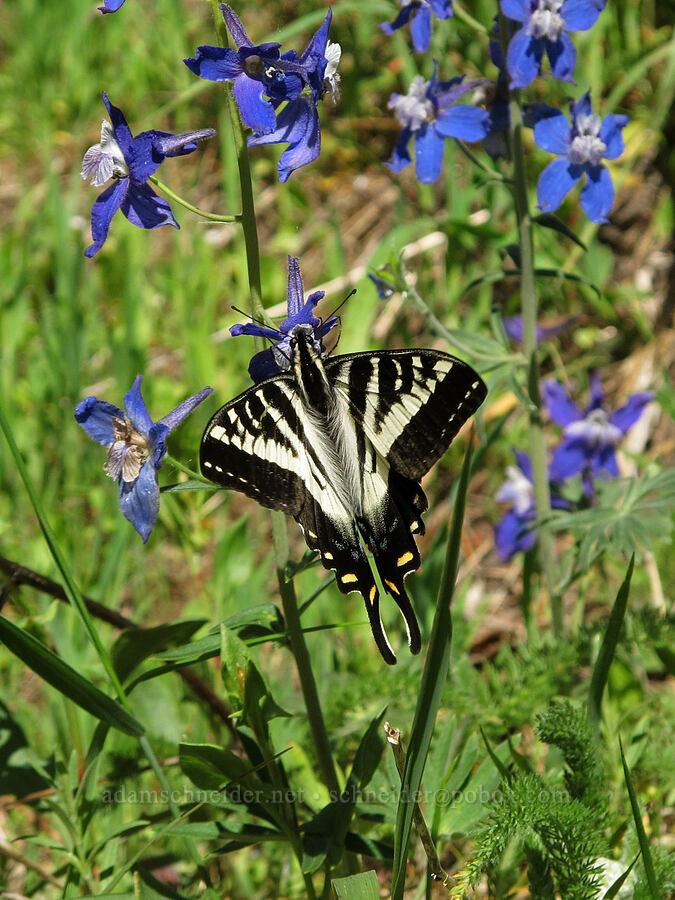 western tiger swallowtail butterfly on larkspur (Papilio rutulus, Delphinium nuttallianum) [Cook Hill, Skamania County, Washington]