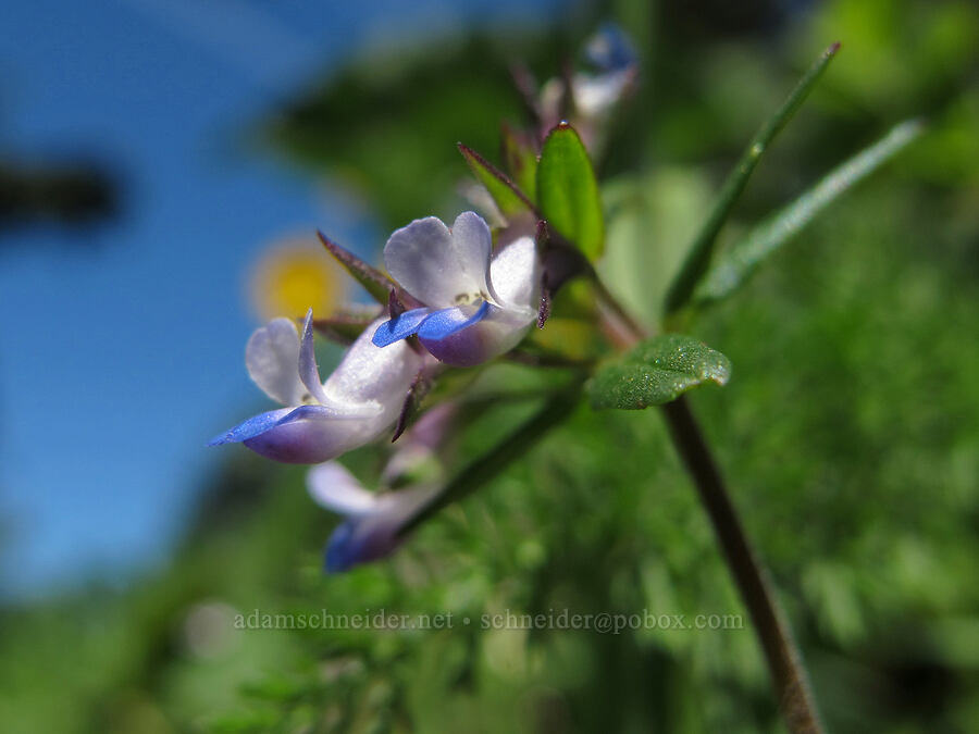 small-flowered blue-eyed-mary (Collinsia parviflora) [Cook Hill, Skamania County, Washington]