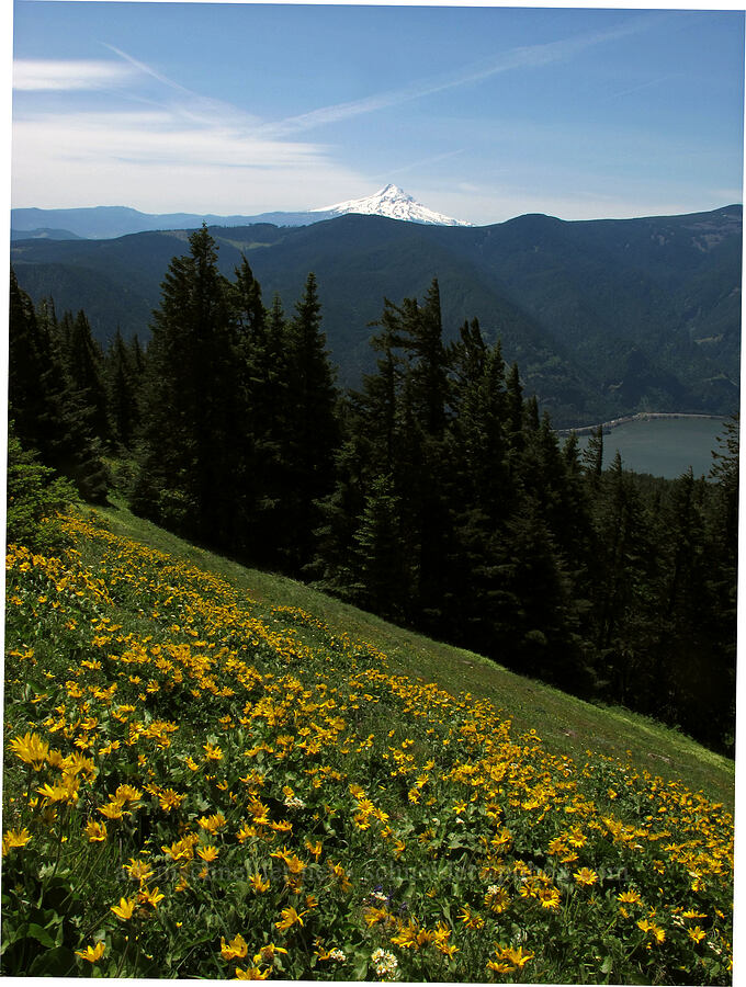 Mt. Hood & balsamroot (Balsamorhiza sp.) [Cook Hill, Skamania County, Washington]