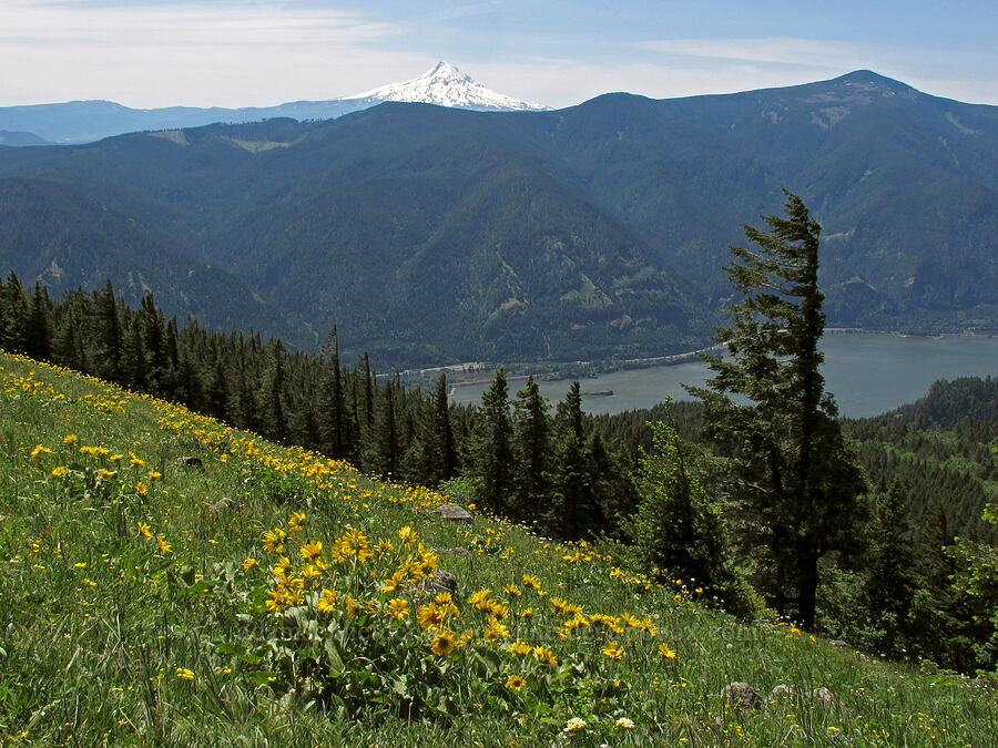 Mt. Hood, Mt. Defiance, & balsamroot (Balsamorhiza sp.) [Cook Hill, Gifford Pinchot National Forest, Skamania County, Washington]