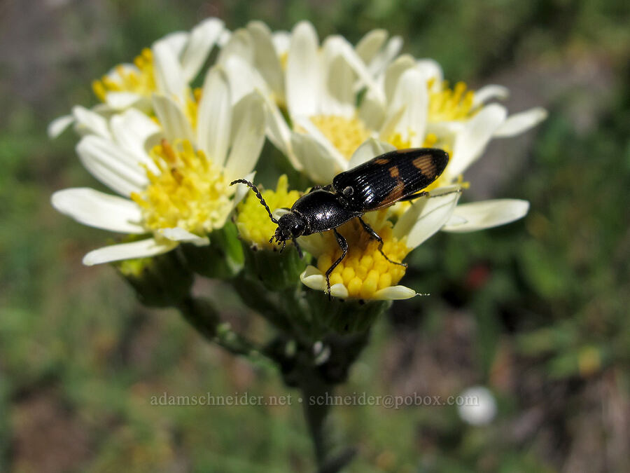 click beetle on white western groundsel (Selatosomus suckleyi, Senecio integerrimus var. ochroleucus) [Cook Hill, Gifford Pinchot National Forest, Skamania County, Washington]