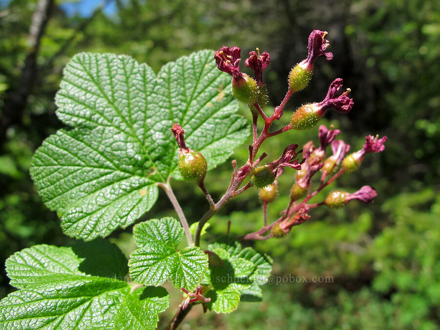 red-flowered currant (Ribes sanguineum) [Cook Hill, Skamania County, Washington]