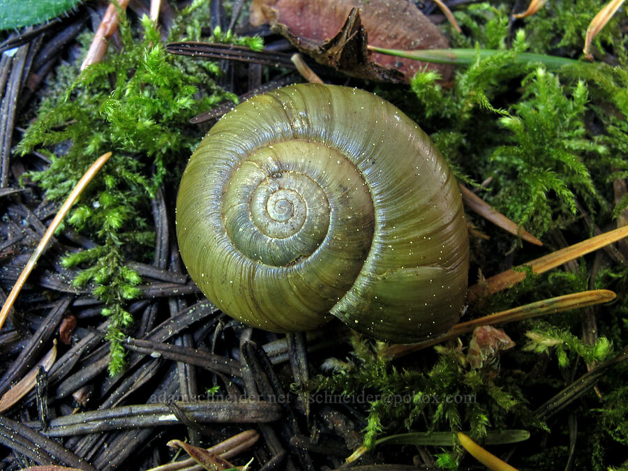 snail shell [Cook Hill, Skamania County, Washington]