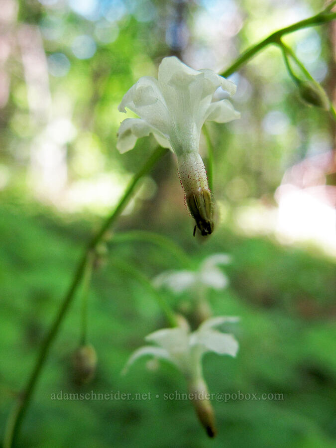 inside-out flower (Vancouveria hexandra) [Cook Hill, Gifford Pinchot National Forest, Skamania County, Washington]