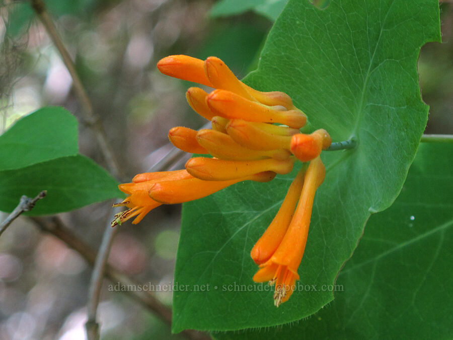 orange honeysuckle (Lonicera ciliosa) [Cook Hill, Gifford Pinchot National Forest, Skamania County, Washington]