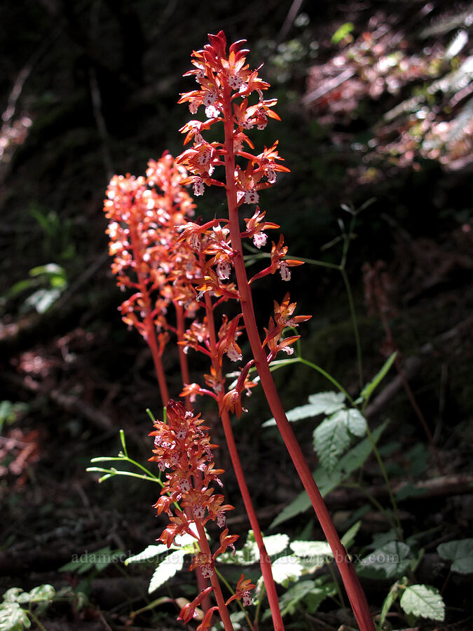 spotted coral-root orchid (Corallorhiza maculata) [Cook Hill, Gifford Pinchot National Forest, Skamania County, Washington]