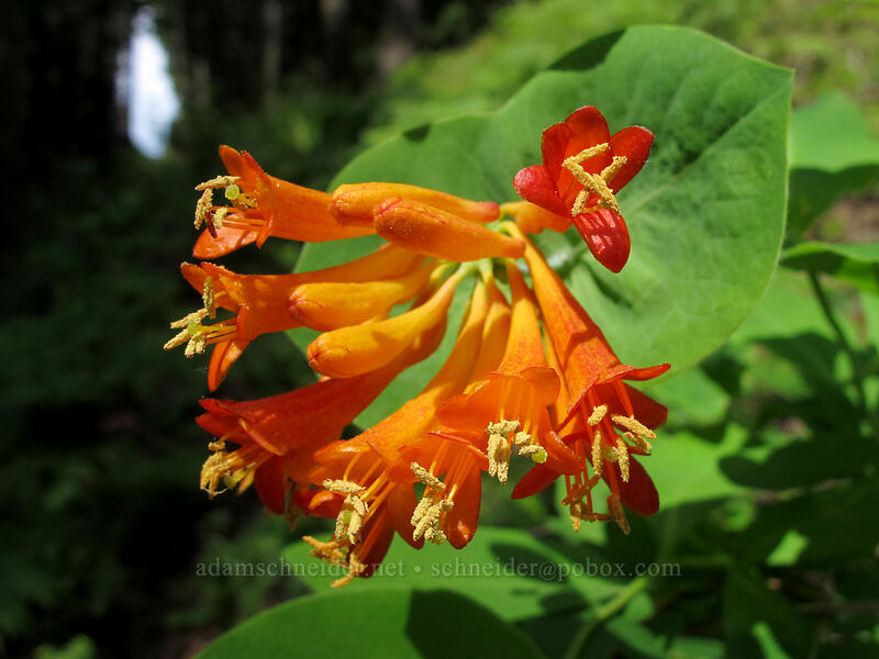 orange honeysuckle (Lonicera ciliosa) [Augspurger Trail, Gifford Pinchot National Forest, Skamania County, Washington]