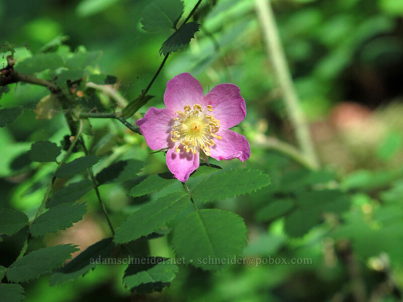 bald-hip rose (Rosa gymnocarpa) [Augspurger Trail, Gifford Pinchot National Forest, Skamania County, Washington]