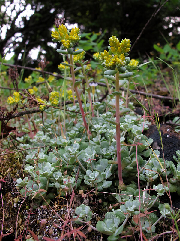 broad-leaf stonecrop (Sedum spathulifolium) [Augspurger Trail, Gifford Pinchot National Forest, Skamania County, Washington]