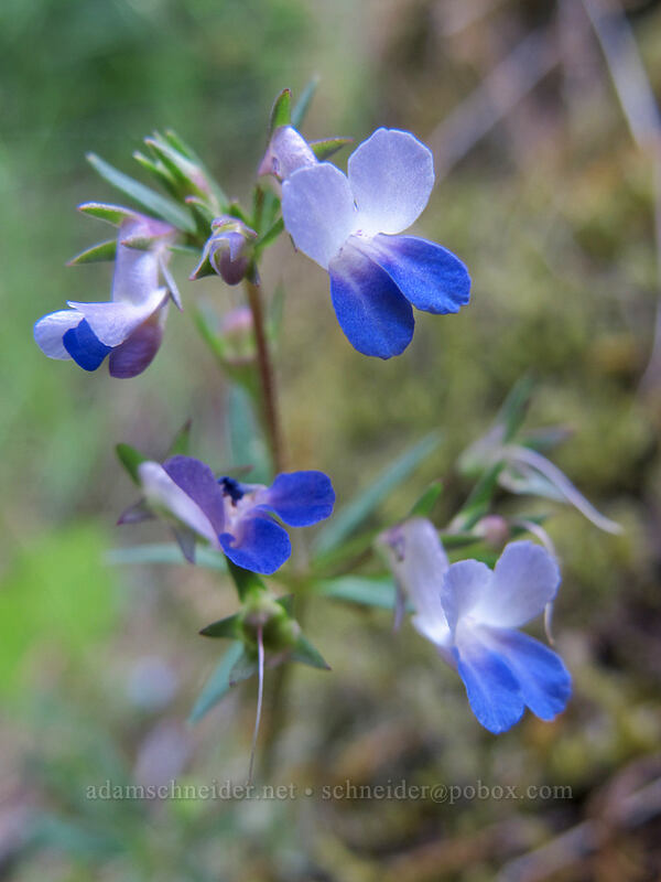small-flowered blue-eyed-mary (Collinsia parviflora) [Augspurger Trail, Gifford Pinchot National Forest, Skamania County, Washington]