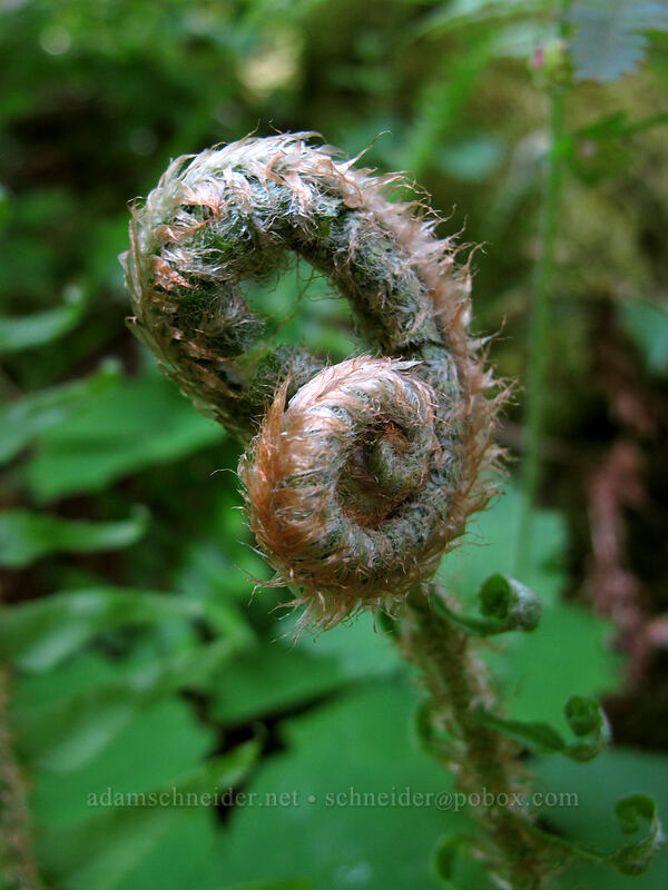 sword fern, unfurling (Polystichum munitum) [Augspurger Trail, Gifford Pinchot National Forest, Skamania County, Washington]