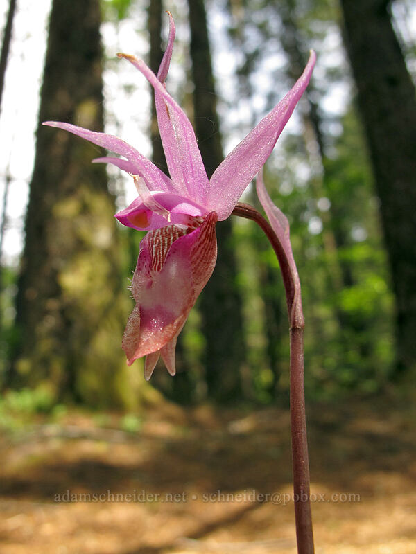 calypso orchid (Calypso bulbosa var. occidentalis) [Augspurger Trail, Gifford Pinchot National Forest, Skamania County, Washington]