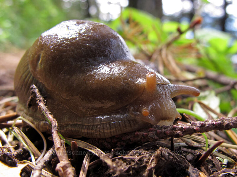 banana slug (Ariolimax columbianus) [Augspurger Trail, Gifford Pinchot National Forest, Skamania County, Washington]