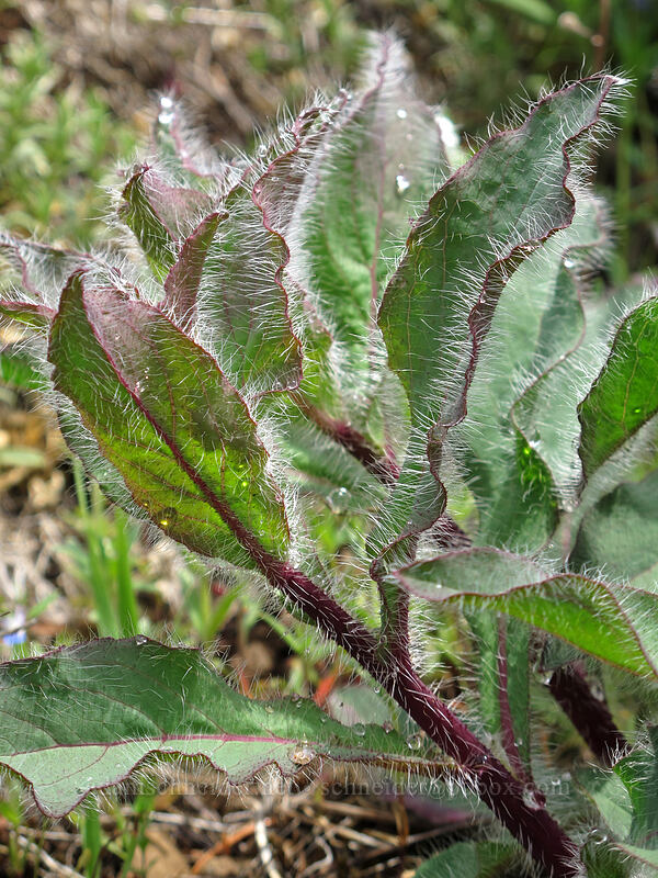 hairy hawkweed leaves (Hieracium scouleri (Pilosella scouleri)) [Dog Mountain Trail, Gifford Pinchot National Forest, Skamania County, Washington]