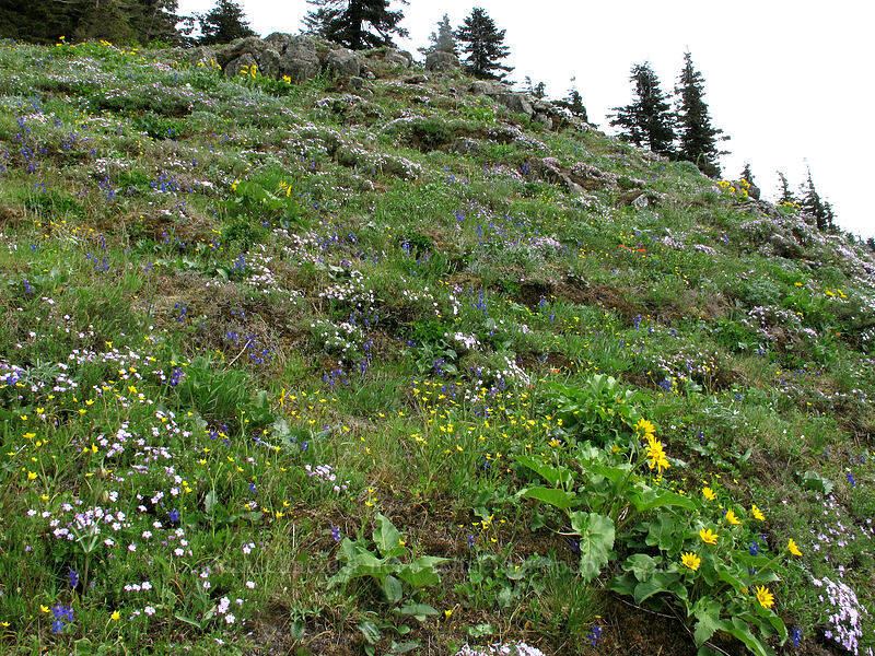wildflowers (Phlox diffusa, Delphinium nuttallianum, Ranunculus occidentalis) [Dog Mountain Trail, Gifford Pinchot National Forest, Skamania County, Washington]