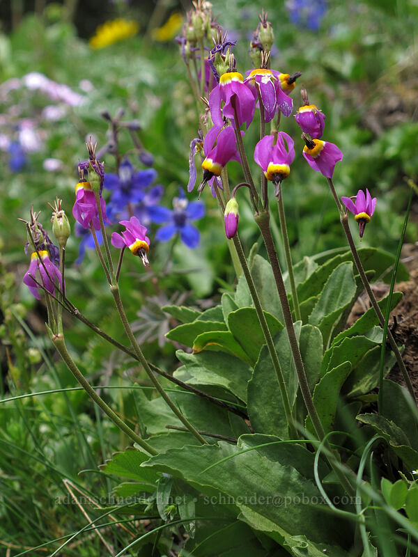 poet's shooting stars (Dodecatheon poeticum (Primula poetica)) [Dog Mountain Trail, Gifford Pinchot National Forest, Skamania County, Washington]