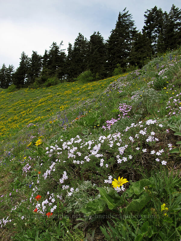 phlox & balsamroot (Phlox diffusa, Balsamorhiza sp.) [Dog Mountain Trail, Gifford Pinchot National Forest, Skamania County, Washington]