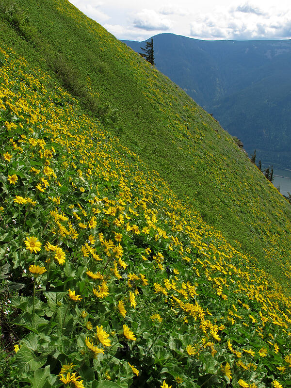 balsamroot on a very steep hillside (Balsamorhiza sp.) [Dog Mountain Trail, Gifford Pinchot National Forest, Skamania County, Washington]