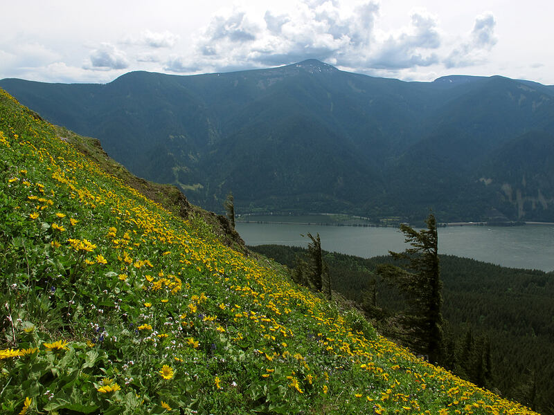 balsamroot & Mt. Defiance (Balsamorhiza sp.) [Dog Mountain Trail, Gifford Pinchot National Forest, Skamania County, Washington]