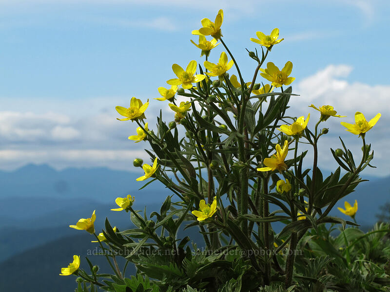 buttercups (Ranunculus occidentalis) [Dog Mountain summit, Gifford Pinchot National Forest, Skamania County, Washington]