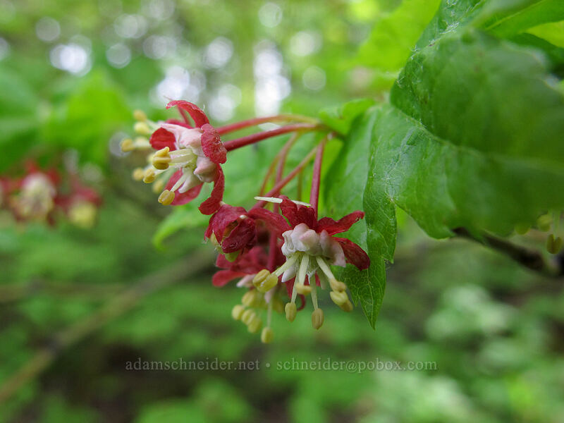vine maple flowers (Acer circinatum) [Dog Mountain summit, Gifford Pinchot National Forest, Skamania County, Washington]