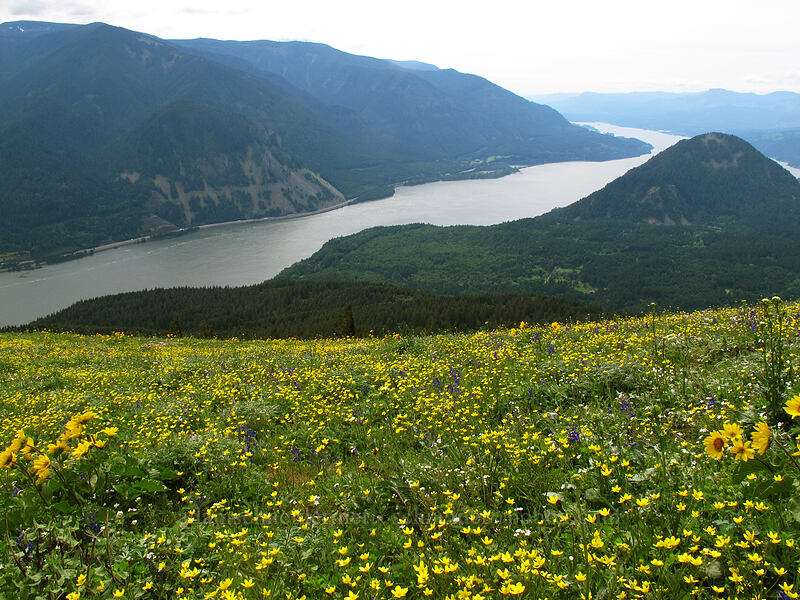 balsamroot, buttercups, & the Gorge (Balsamorhiza sp., Ranunculus occidentalis) [Dog Mountain Trail, Gifford Pinchot National Forest, Skamania County, Washington]