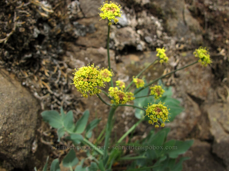 bare-stem desert parsley (Lomatium nudicaule) [Dog Mountain Trail, Gifford Pinchot National Forest, Skamania County, Washington]