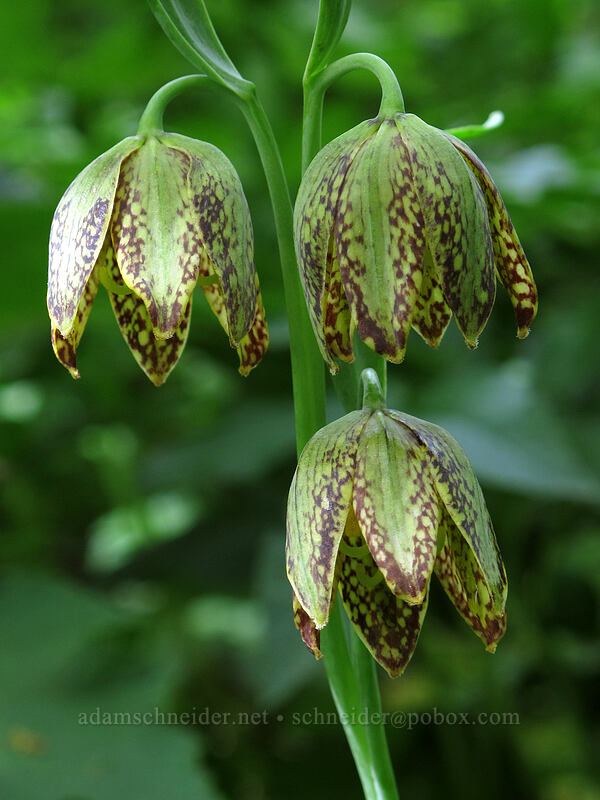 chocolate lilies (Fritillaria affinis) [Dog Mountain Trail, Gifford Pinchot National Forest, Skamania County, Washington]