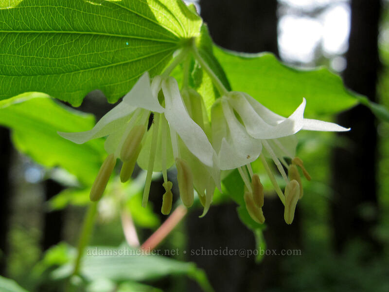 Hooker's fairy bells (Prosartes hookeri (Disporum hookeri)) [Dog Mountain Trail, Gifford Pinchot National Forest, Skamania County, Washington]