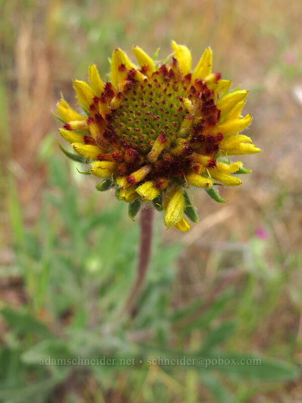 blanketflower (Gaillardia aristata) [Dog Mountain Trail, Gifford Pinchot National Forest, Skamania County, Washington]