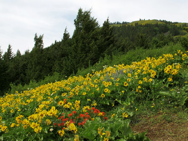 wildflowers (Balsamorhiza sp., Castilleja hispida, Lupinus sp., Senecio integerrimus var. ochroleucus) [Dog Mountain Trail, Gifford Pinchot National Forest, Skamania County, Washington]