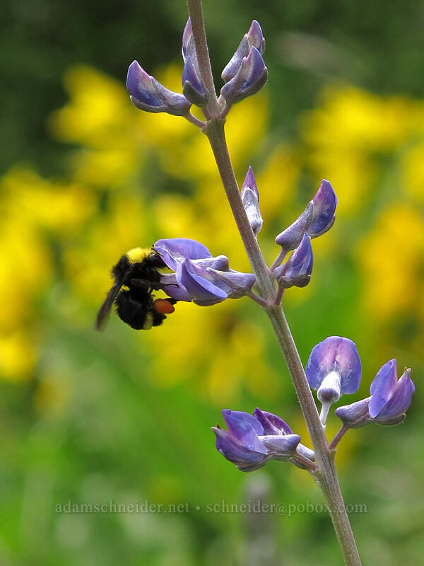 bumblebee on spurred lupine (Bombus sp., Lupinus arbustus) [Dog Mountain Trail, Gifford Pinchot National Forest, Skamania County, Washington]