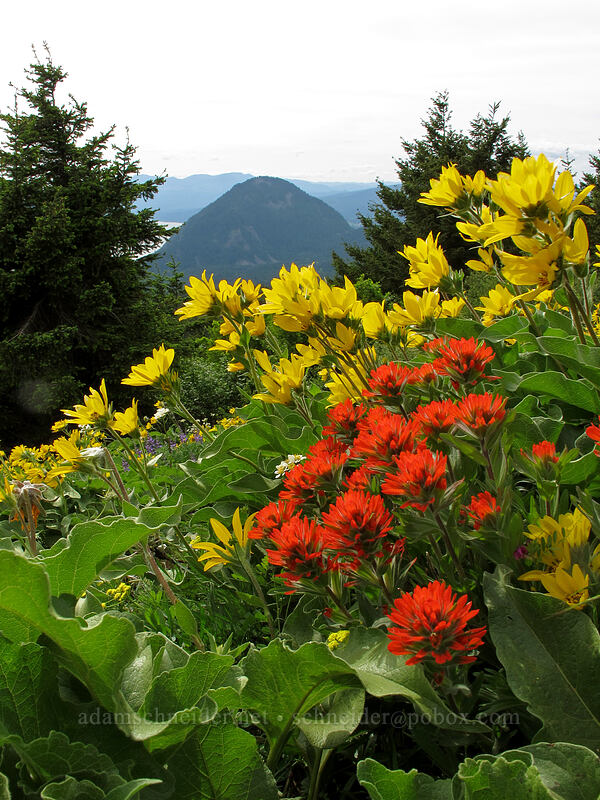 paintbrush & balsamroot (Castilleja hispida, Balsamorhiza sp.) [Dog Mountain Trail, Gifford Pinchot National Forest, Skamania County, Washington]