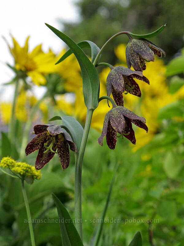 chocolate lilies (Fritillaria affinis) [Dog Mountain Trail, Gifford Pinchot National Forest, Skamania County, Washington]