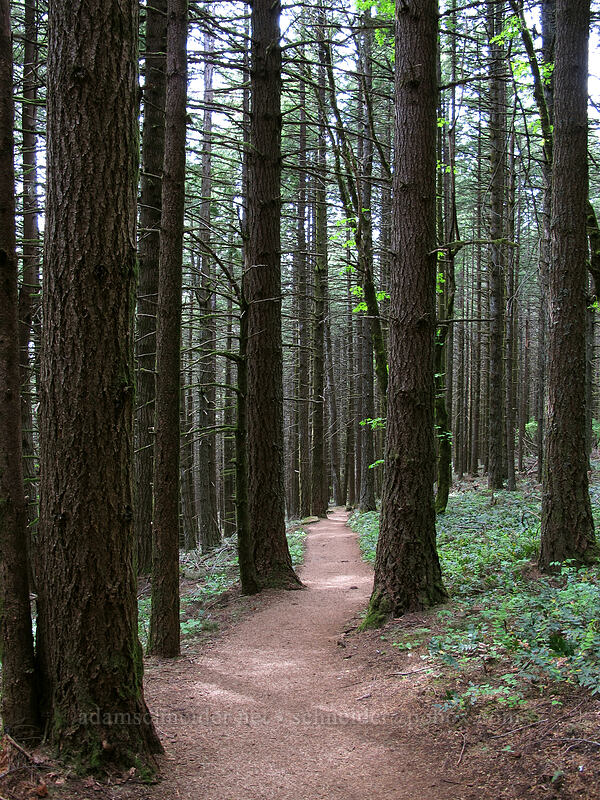 the trail [Dog Mountain Trail, Gifford Pinchot National Forest, Skamania County, Washington]
