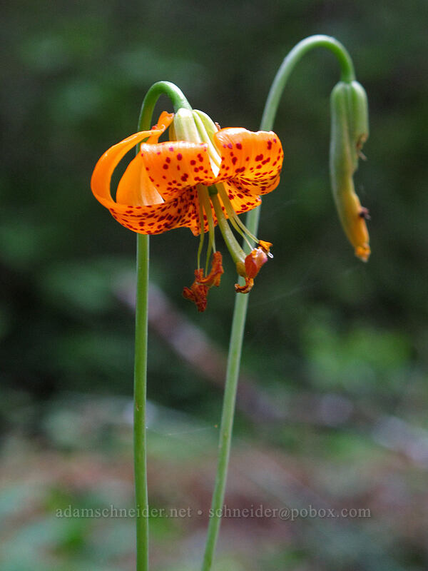 Columbia tiger lily (Lilium columbianum) [Eagle Rock Campground, Umpqua National Forest, Douglas County, Oregon]