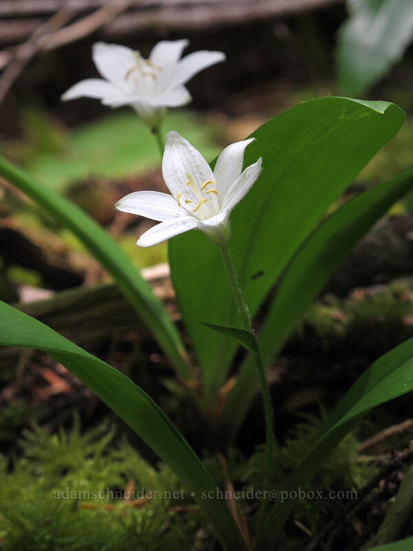 bead lilies (Clintonia uniflora) [Toketee Falls Trail, Umpqua National Forest, Douglas County, Oregon]
