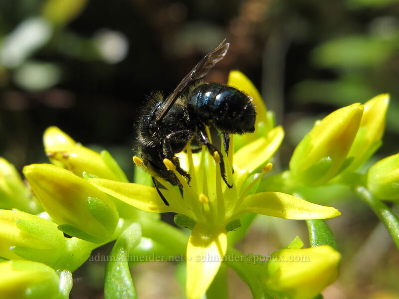 black bee on broad-leaf stonecrop (Sedum spathulifolium) [Toketee Falls Trail, Umpqua National Forest, Douglas County, Oregon]