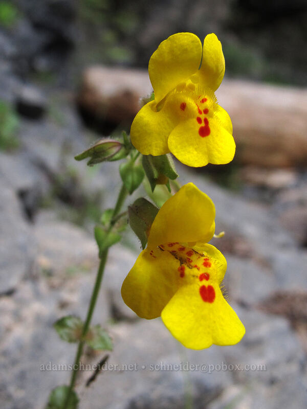 yellow monkeyflower (Erythranthe guttata (Mimulus guttatus)) [Toketee Falls Trail, Umpqua National Forest, Douglas County, Oregon]