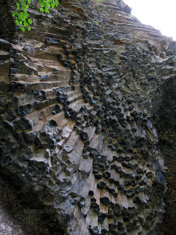 columnar basalt [Toketee Falls Trail, Umpqua National Forest, Douglas County, Oregon]