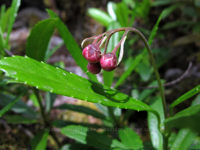 pipsissewa, budding (Chimaphila umbellata) [Toketee Falls Trail, Umpqua National Forest, Douglas County, Oregon]
