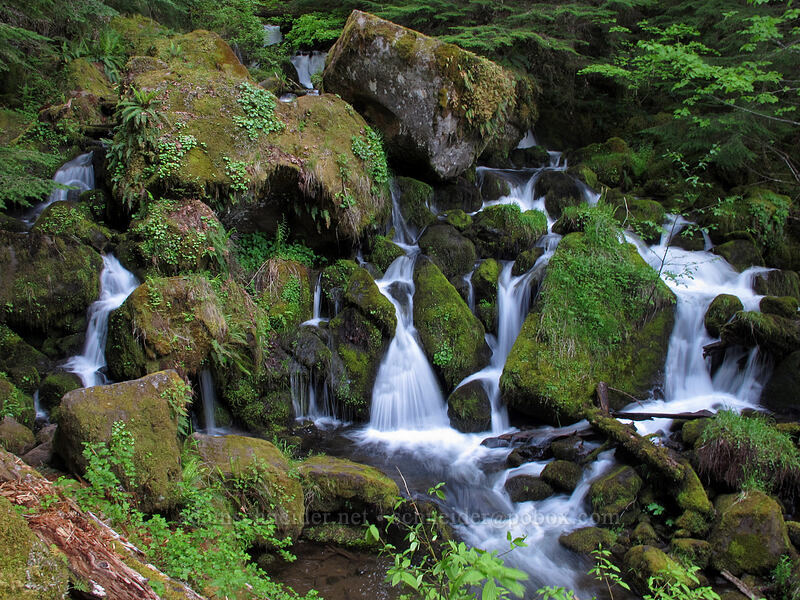 Watson Creek [Watson Falls Trail, Umpqua National Forest, Douglas County, Oregon]