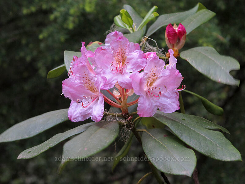 Pacific rhododendron (Rhododendron macrophyllum) [Watson Falls Trailhead, Umpqua National Forest, Douglas County, Oregon]