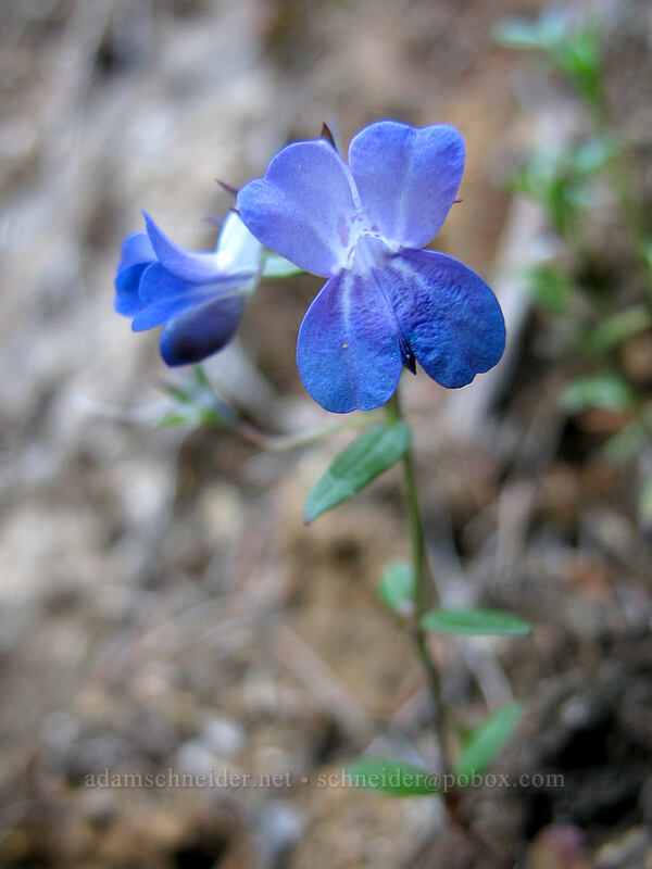large-flowered blue-eyed-mary (Collinsia grandiflora) [Umpqua Hot Springs Trail, Umpqua National Forest, Douglas County, Oregon]