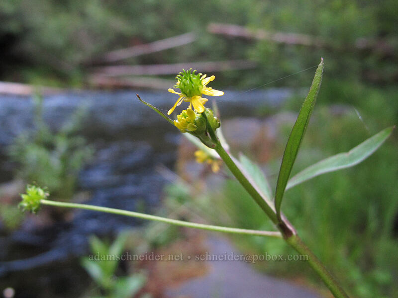little buttercup (Ranunculus uncinatus) [Umpqua Hot Springs, Umpqua National Forest, Douglas County, Oregon]