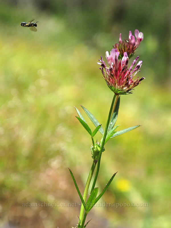 pollinator & tomcat clover (Trifolium willdenovii) [above Susan Creek Falls, BLM Roseburg District, Douglas County, Oregon]
