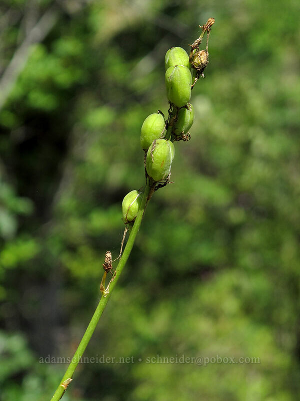 camas seed-pods (Camassia sp.) [above Susan Creek Falls, BLM Roseburg District, Douglas County, Oregon]
